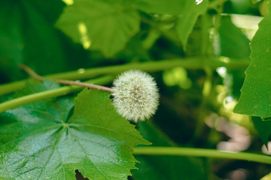 dandelion benefits and risks