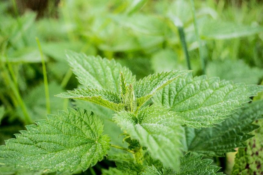 nettle benefits uses side effects