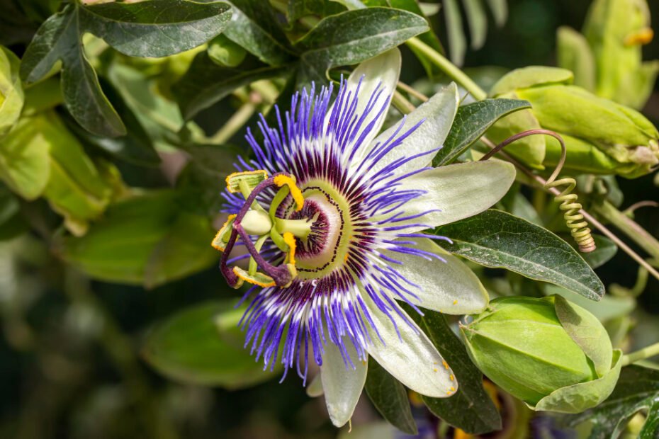 PASIFLORAS - nauda, naudojimas, šalutinis poveikis ir dar daugiau