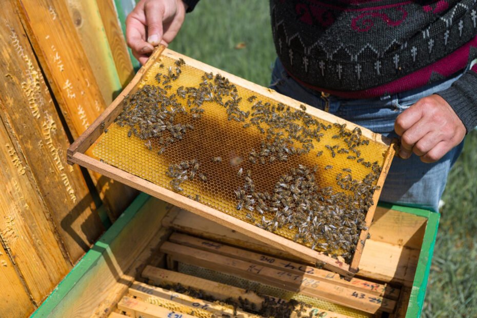 PROPOLIS (BIČIŲ PIKIS) - Nauda, naudojimas, šalutinis poveikis ir dar daugiau