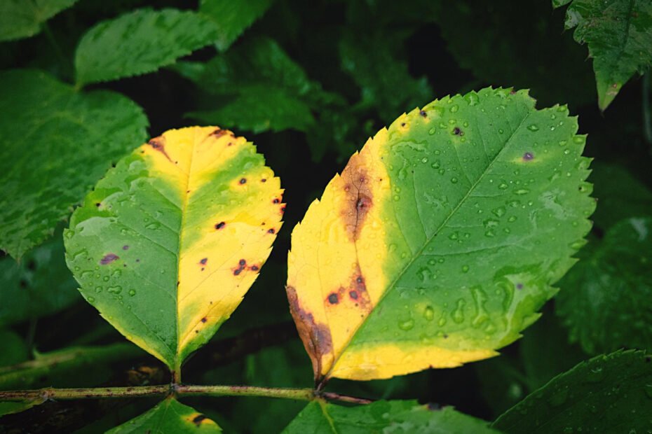 GINKMEDIS - Nauda, naudojimas, šalutinis poveikis ir dar daugiau