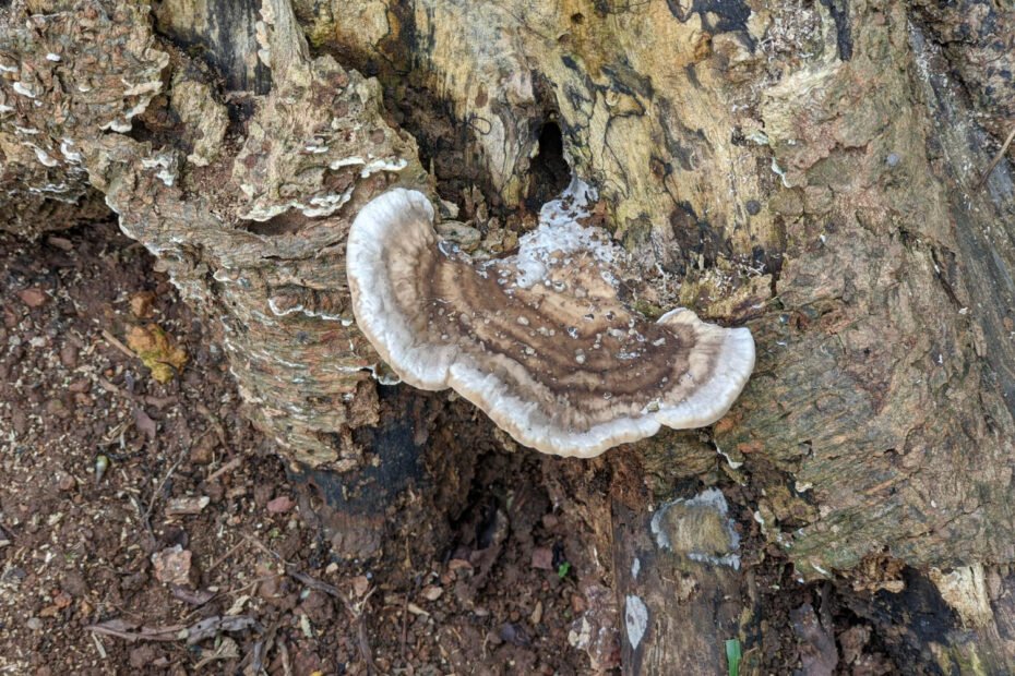 TURKEY TAIL GRYBAS - Nauda, naudojimas, šalutinis poveikis ir dar daugiau