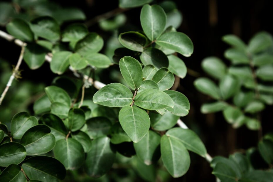 PENNYROYAL - Nauda, naudojimas, šalutinis poveikis ir dar daugiau