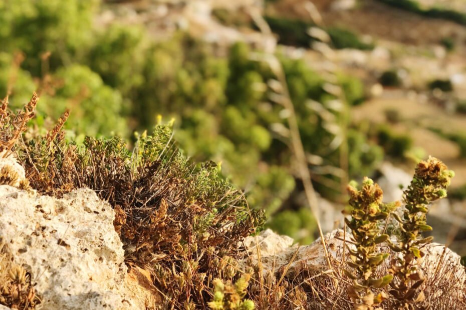 CISTANCHE DESERTICOLA - Nauda, naudojimas, šalutinis poveikis ir dar daugiau