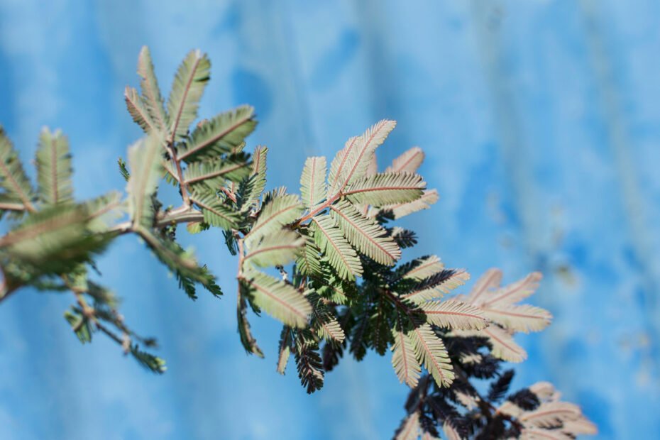 EURYCOMA LONGIFOLIA - nauda, naudojimas, šalutinis poveikis ir dar daugiau