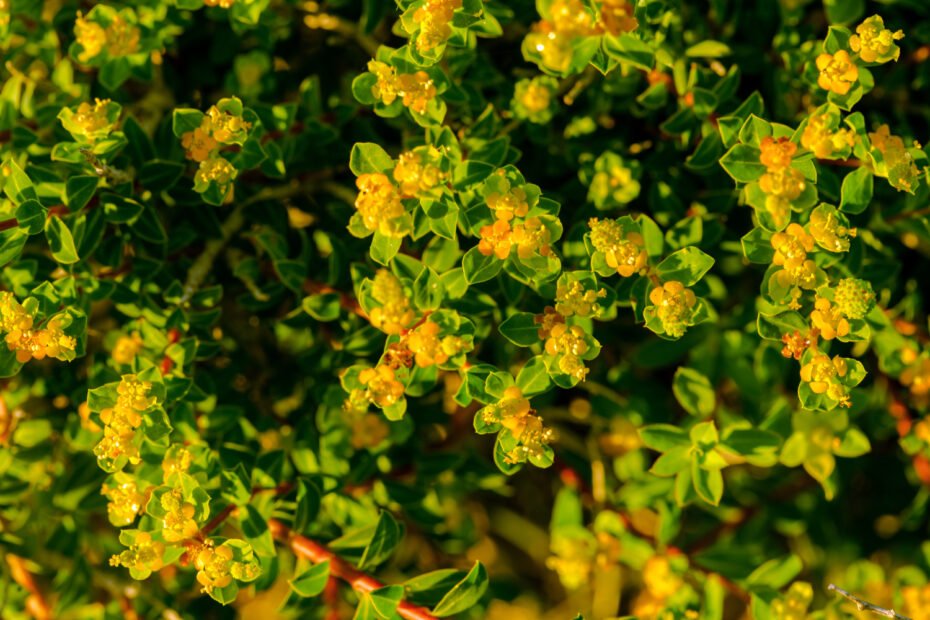 SENNA - nauda, naudojimas, šalutinis poveikis ir dar daugiau